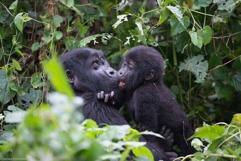 Bwindi impenetrable national park 