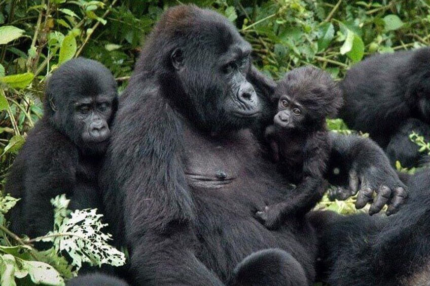 family of gorilla 