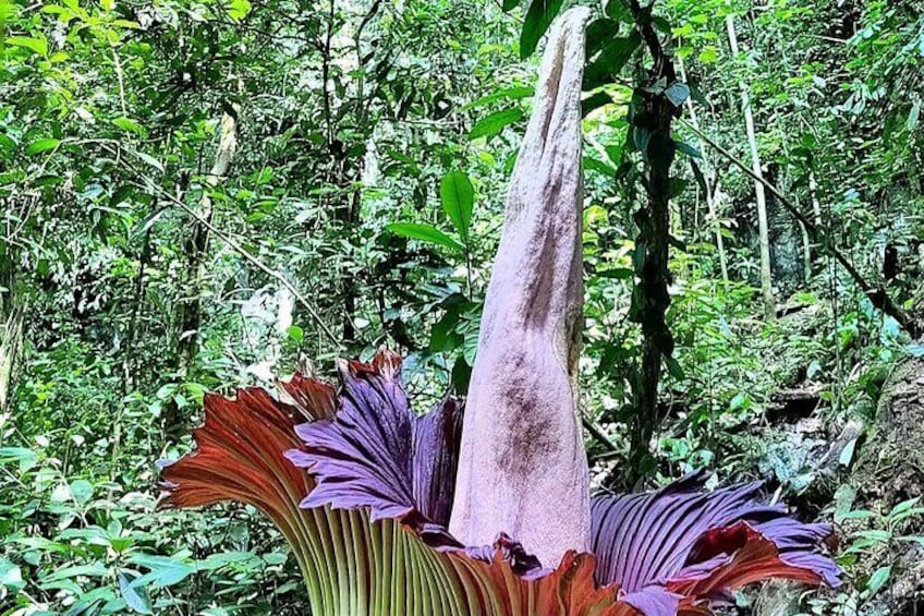 Private Day Tour from Medan: Corpse Flower Trek Subject to Bloom