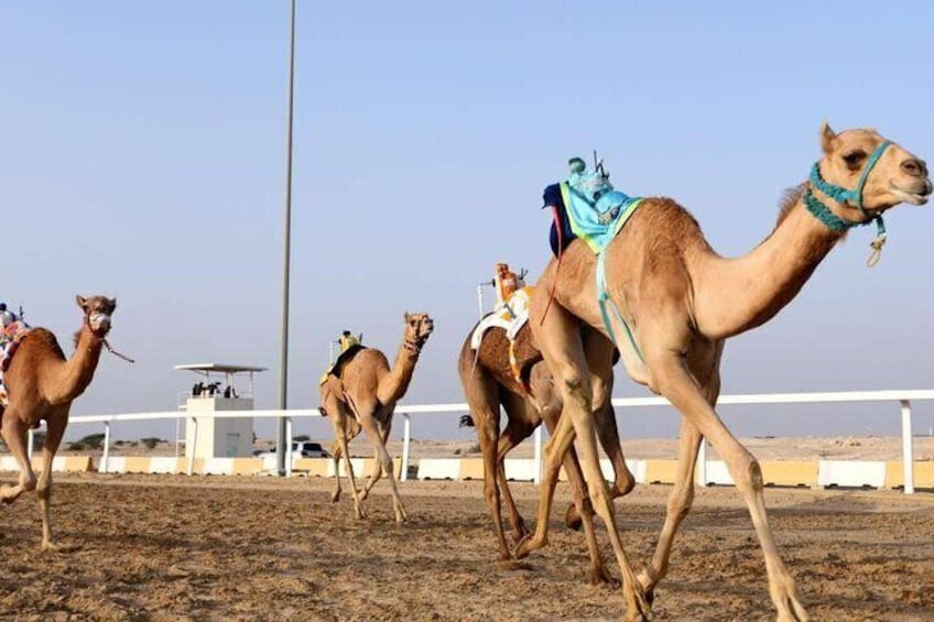 West Of Qatar, Mushroom Rocks, Camel Racing Track, Richard Serra