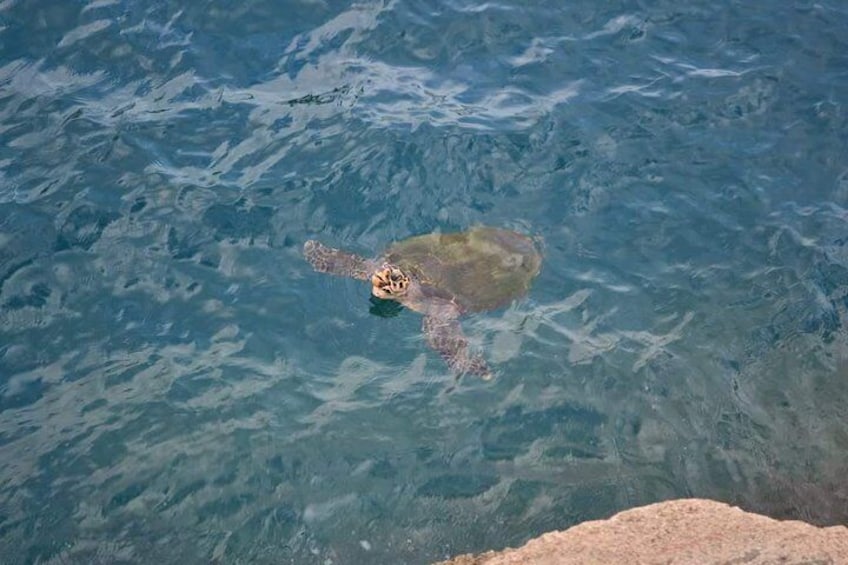 Turtle