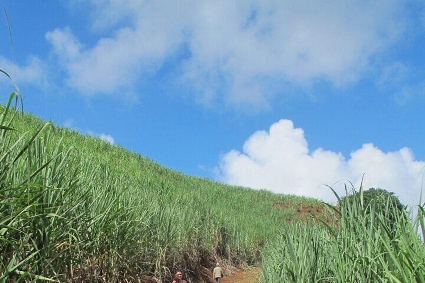 sugarcane field