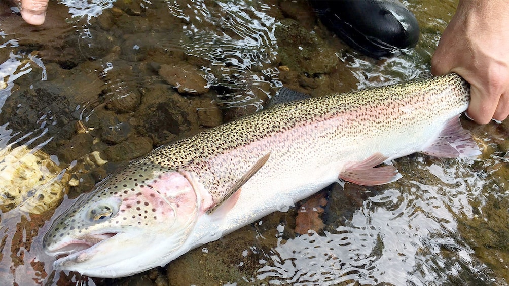 Close view of a fish caught on the Jet Boat Fishing Trip in Denali National Park, AK