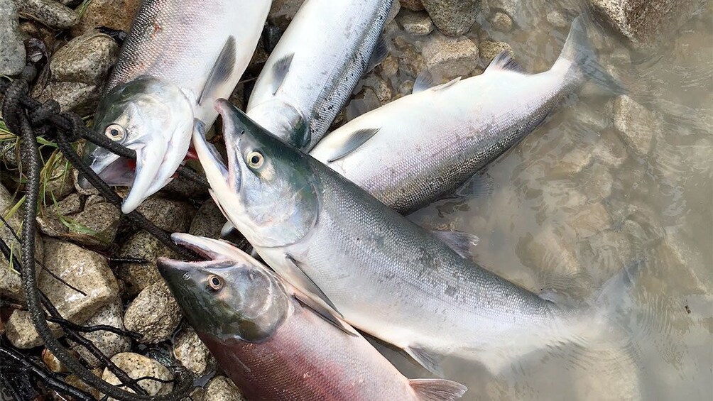 Fish caught on the Jet Boat Fishing Trip in Denali National Park