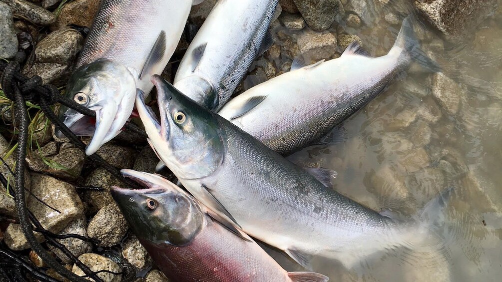 Bundle of caught fish in Alaska