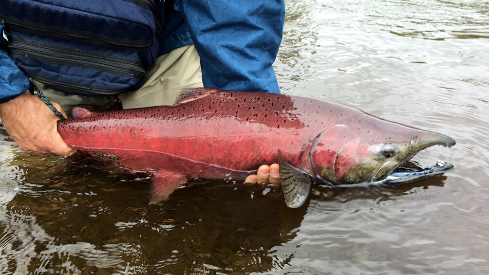 Man holding a caught salmon in Alaska