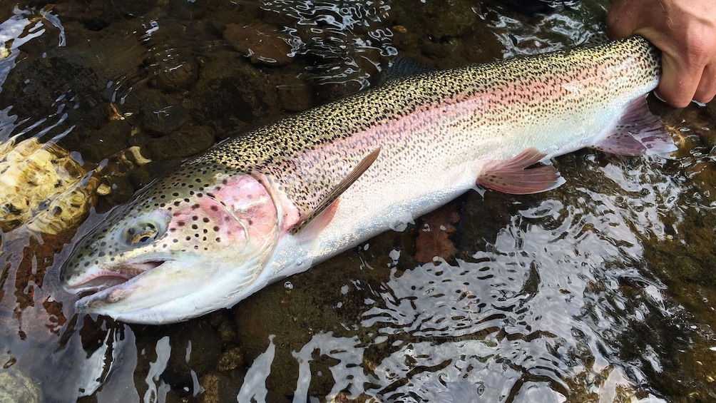 Large rainbow trout caught on fishing trip in Denali National Park