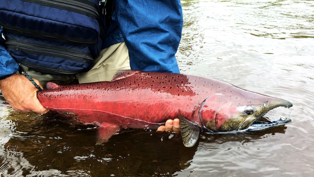Large salmon on fishing trip in Denali National Park