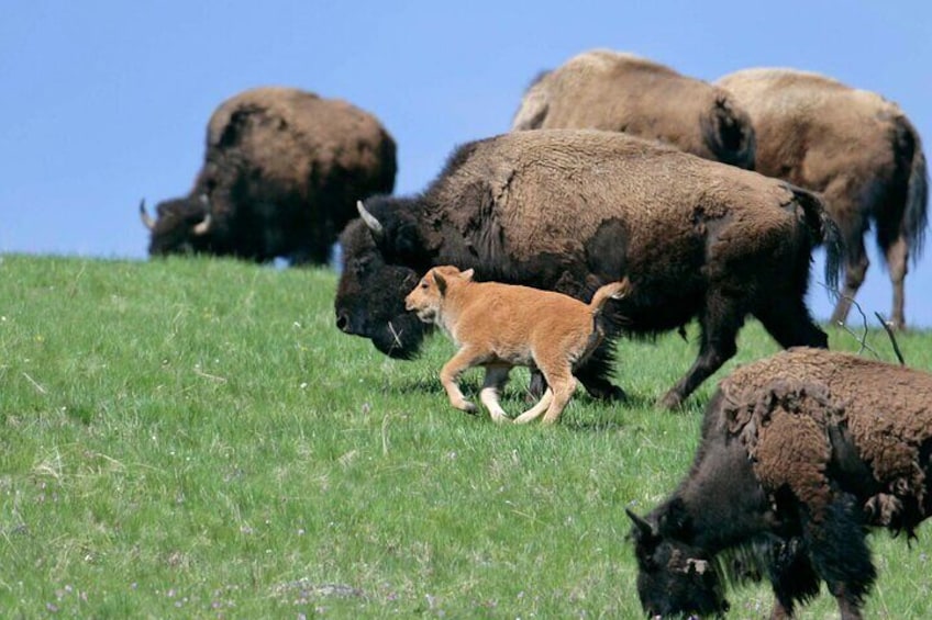Private Sunrise Wildlife Adventure Into Yellowstone Lamar Valley