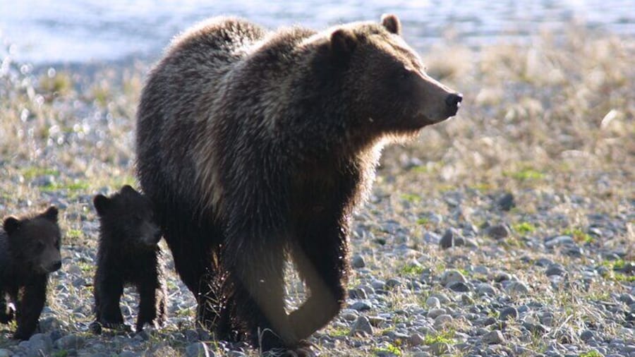 Private Sunrise Wildlife Adventure Into Yellowstone Lamar Valley