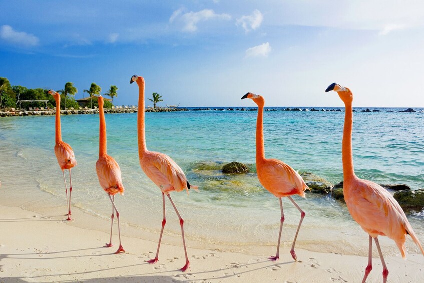 Aruba Island Self-Guided Driving & Walking Audio Tours Bundle