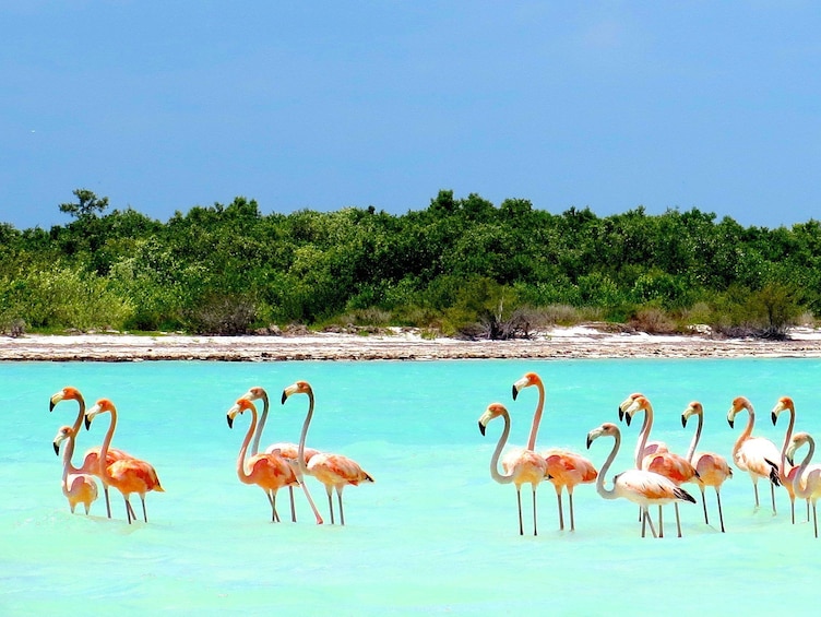 Holbox Island Day Trip with Boat Tour & Lunch