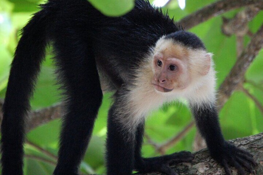 Private 6-Day Wild Life Experience in Peruvian Amazon Jungle
