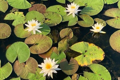 Mystical Private Kayak and Canoe Tours on Caddo Lake