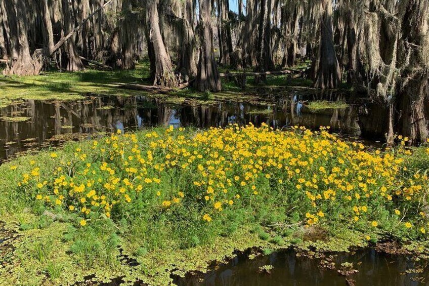 Half-Day Private Kayak and Canoe Tours on Caddo Lake