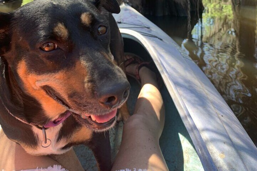 Half-Day Private Kayak and Canoe Tours on Caddo Lake