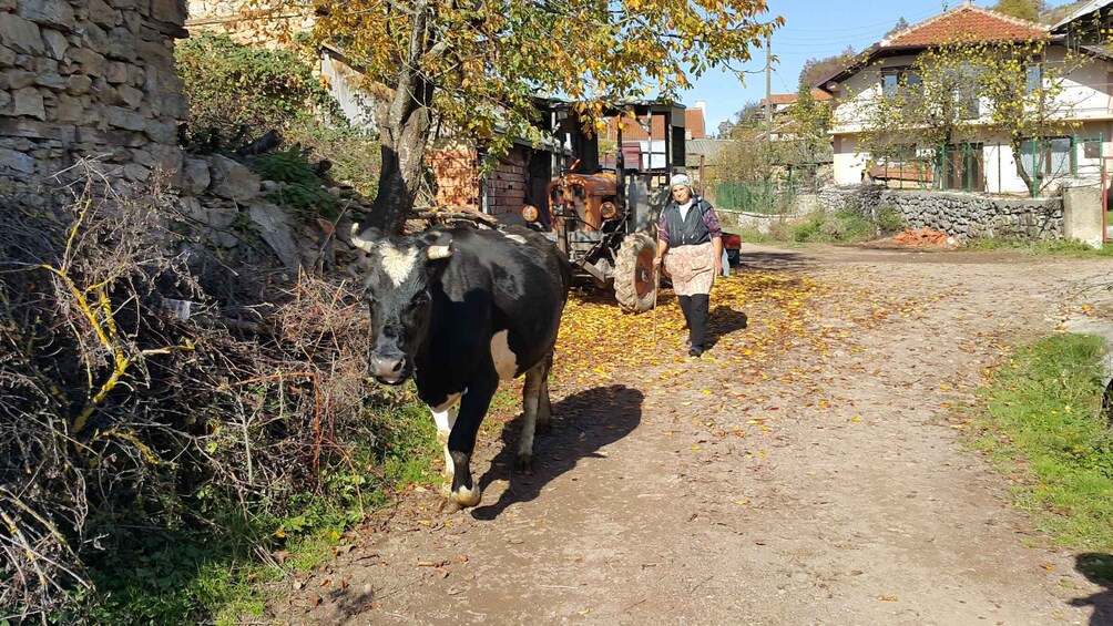 Picture 14 for Activity From Ohrid: Rural Wine and Dine Experience