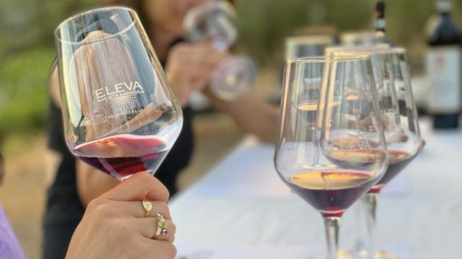 Valpolicella Classica: Red Tasting in the Vineyard