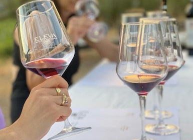 Valpolicella Classica : Dégustation de rouge dans le vignoble