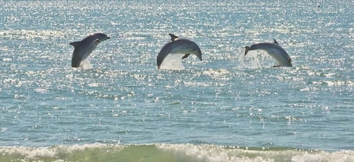 Virginia Beach: Dolphin Stand-Up Paddleboard Tour