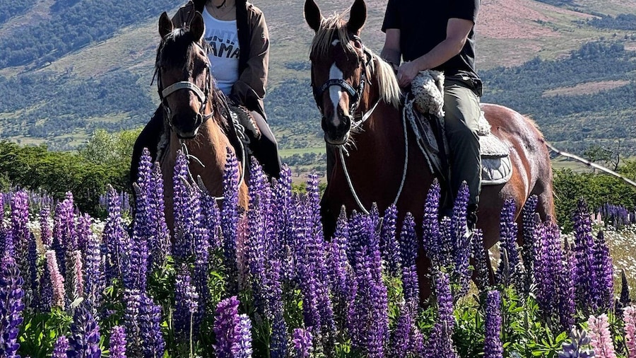Puerto Natales: Horseback Riding with Horse Connection