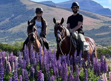 Puerto Natales: paseos a caballo con Horse Connection