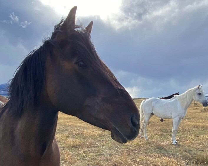 Picture 9 for Activity Puerto Natales: Horseback Riding with Horse Connection