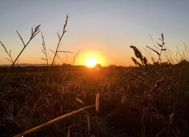 Wilder Skies - naturguidningar i Somerset