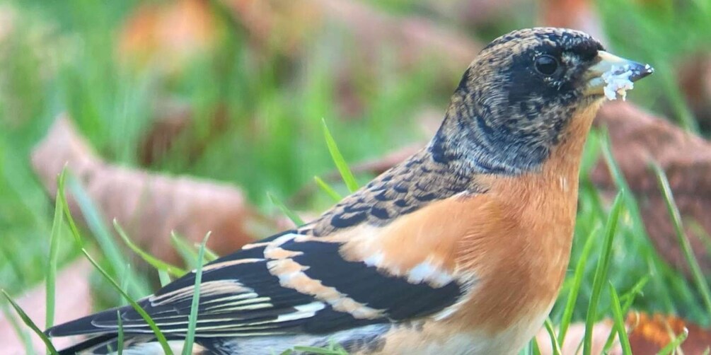 Wilder Skies - Somerset nature tours