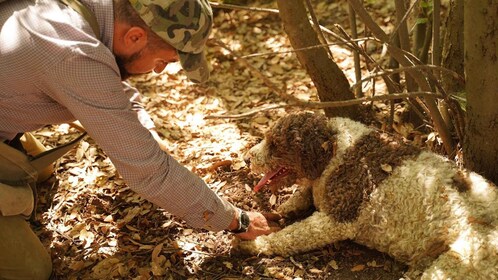 Pisa: Caza de trufas en la Toscana con degustación y almuerzo