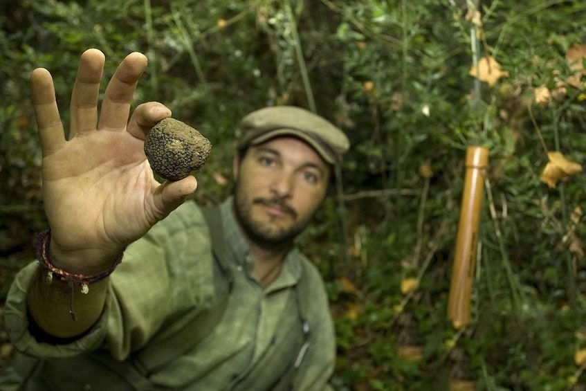 Picture 12 for Activity Pisa: Truffle Hunting in Tuscany with Tasting and Lunch