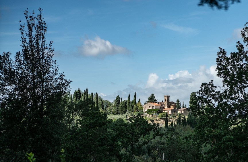 Picture 11 for Activity Pisa: Truffle Hunting in Tuscany with Tasting and Lunch