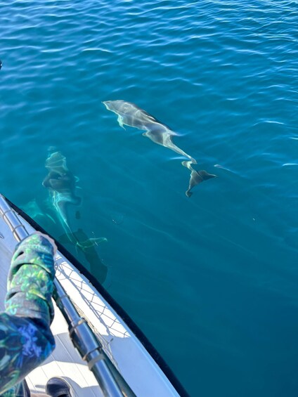 Picture 33 for Activity Estepona: Dolphins Searching Sea Cruise with Drink & Snacks