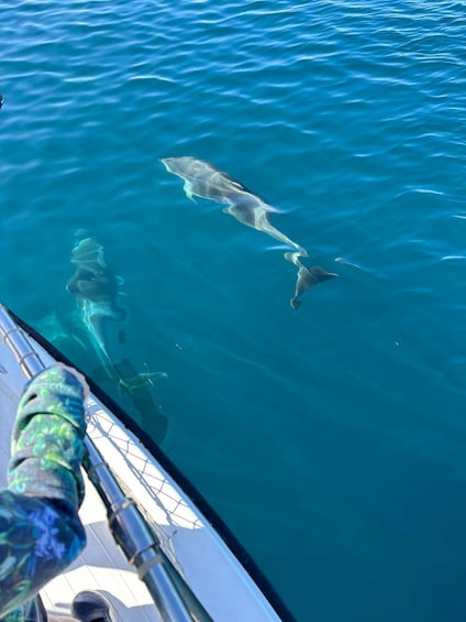 Picture 33 for Activity Estepona: Dolphins Searching Sea Cruise with Drink & Snacks