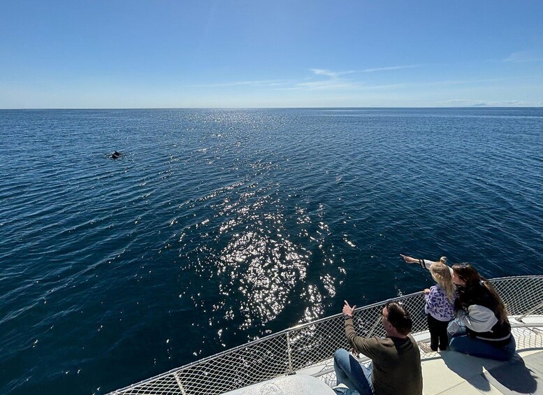 Picture 41 for Activity Estepona: Dolphins Searching Sea Cruise with Drink & Snacks