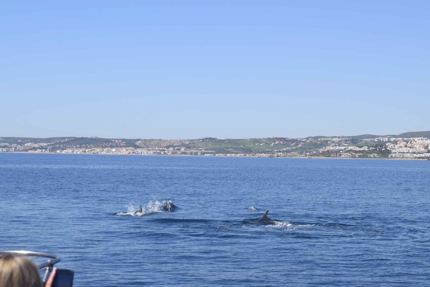 Picture 48 for Activity Estepona: Dolphins Searching Sea Cruise with Drink & Snacks