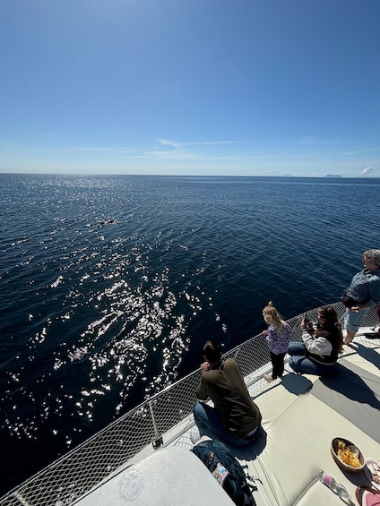 Picture 40 for Activity Estepona: Dolphins Searching Sea Cruise with Drink & Snacks