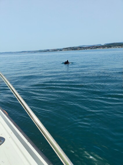 Picture 12 for Activity Estepona: Sea Cruise in Search of Dolphins/Drink & Snacks
