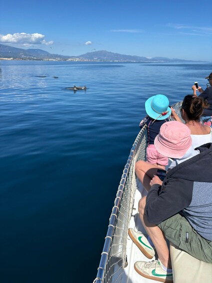 Picture 43 for Activity Estepona: Dolphins Searching Sea Cruise with Drink & Snacks