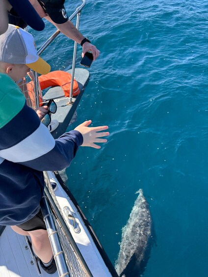 Picture 3 for Activity Estepona: Dolphins Searching Sea Cruise with Drink & Snacks