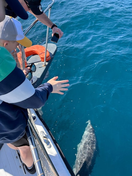 Picture 3 for Activity Estepona: Dolphins Searching Sea Cruise with Drink & Snacks