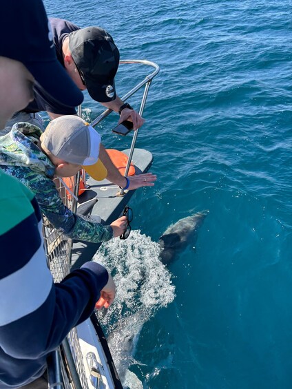 Picture 1 for Activity Estepona: Dolphins Searching Sea Cruise with Drink & Snacks