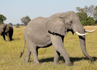 ทริปเต็มวันของ Chobe