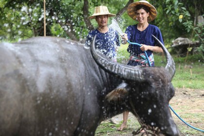 Chiang Mai: experiencia tailandesa de plantación de búfalos y arroz