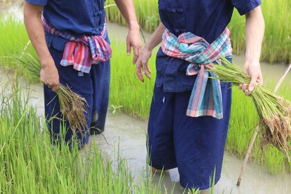 Chiang Mai: experiencia tailandesa de plantación de búfalos y arroz