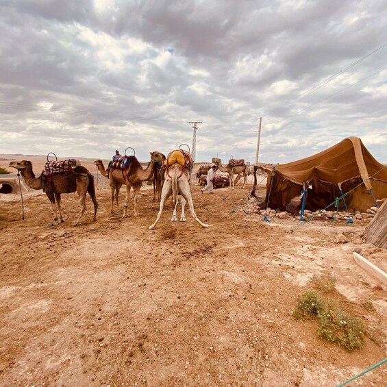 Picture 1 for Activity Marrakech: Quad Bike & Camel with dinner show & sunset