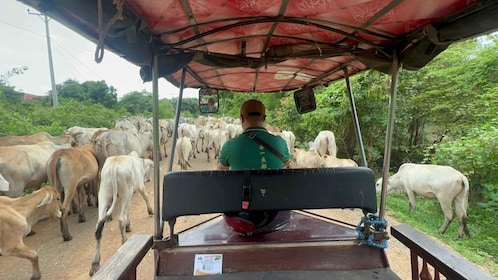 Private tour through Battambang, Local area and landmark