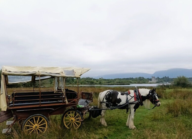 Picture 1 for Activity Killarney: Killarney National Park Private Tour