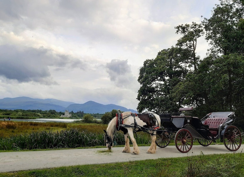 Picture 5 for Activity Killarney: Killarney National Park Private Tour