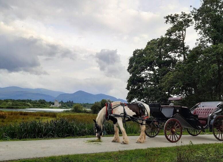 Picture 5 for Activity Killarney: Killarney National Park Private Tour